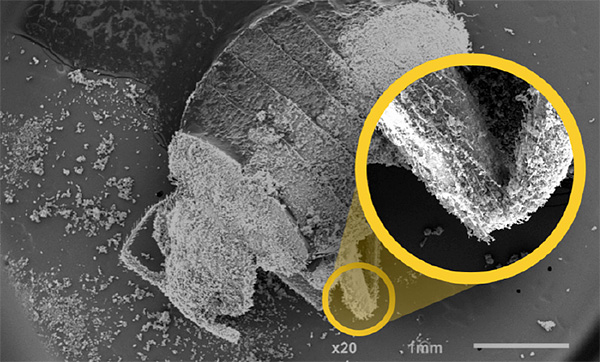 Препарат Гектор уничтожает клопов за счет из обезвоживания - частицы препарата буквально высасывают воду из организма паразита. Препарат Гектор уничтожает клопов за счет из обезвоживания - частицы препарата буквально высасывают воду из организма паразита.