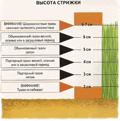 Схема высоты стрижки газона. Схема высоты стрижки газона.