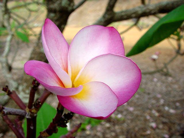 Плюмерії, Франджипани, Чампа Плюмерії, Франджипани, Чампа