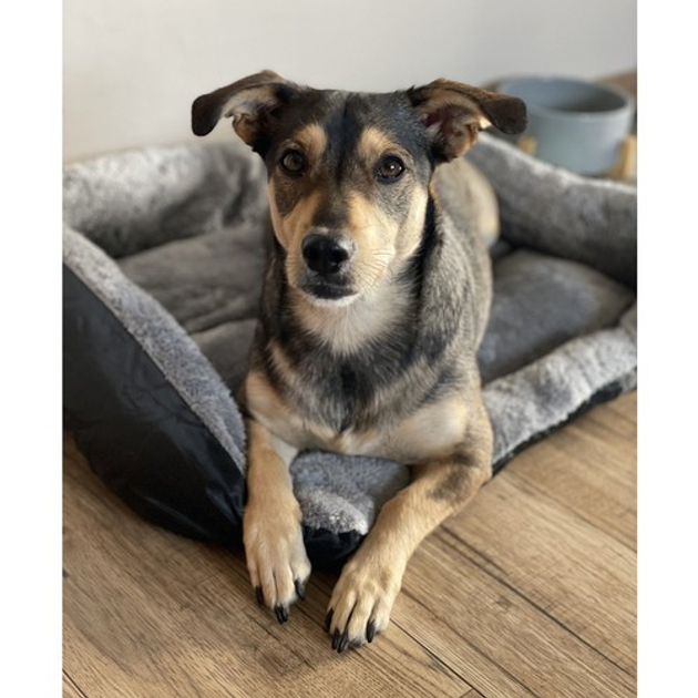 Фото Лежак для собак и кошек PURLOV