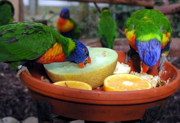 Райдужний або багатобарвний лорикет (лат. Trichoglossus haematodus)(англ. Rainbow Lorikeet)