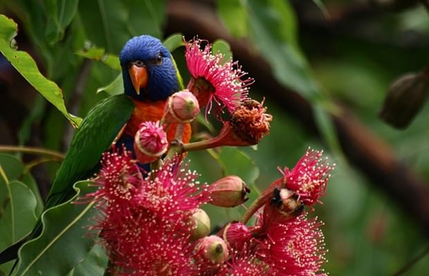 Райдужний або багатобарвний лорикет (лат. Trichoglossus haematodus)(англ. Rainbow Lorikeet)