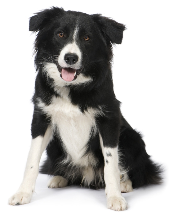 бордер-колли самая умная в мире собака бордер-колли. фото