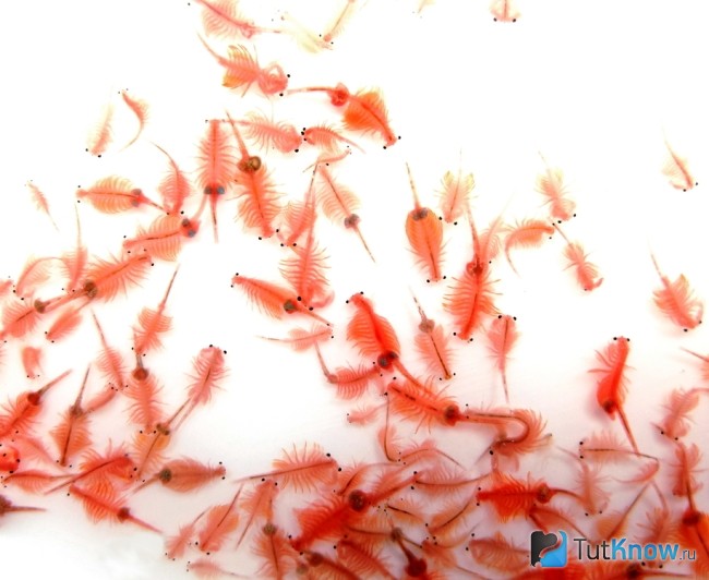 Рачки Артемія Рачки Артемія