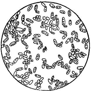 Рис. 149. Mycoderma vini (пленка отверстие бочки ощущается цвели)