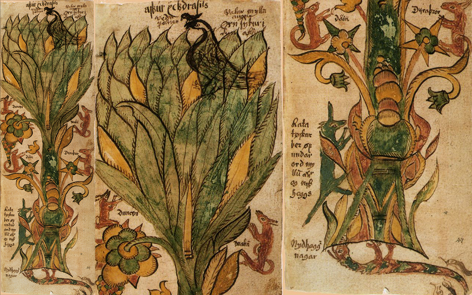 Іггдрасіль - дерево життя у старовинному рукописі Іггдрасіль - дерево життя у старовинній рукописи XII століття