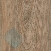 Каталог цветов - Карпатская ель Карпатская ель - Каталог цветов