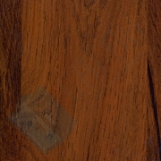 Каталог цветов - Дуб сокальский Дуб сокальский - Каталог цветов